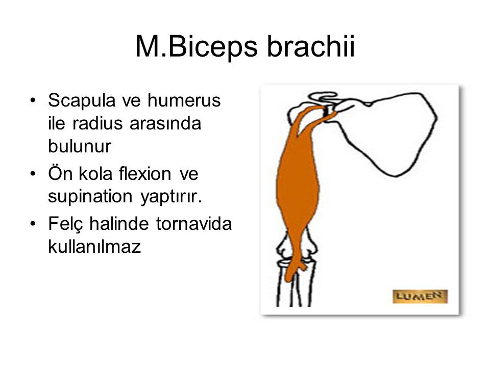 M.Biceps brachii Scapula ve humerus ile radius arasında bulunur