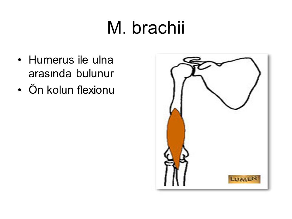 M. brachii Humerus ile ulna arasında bulunur Ön kolun flexionu