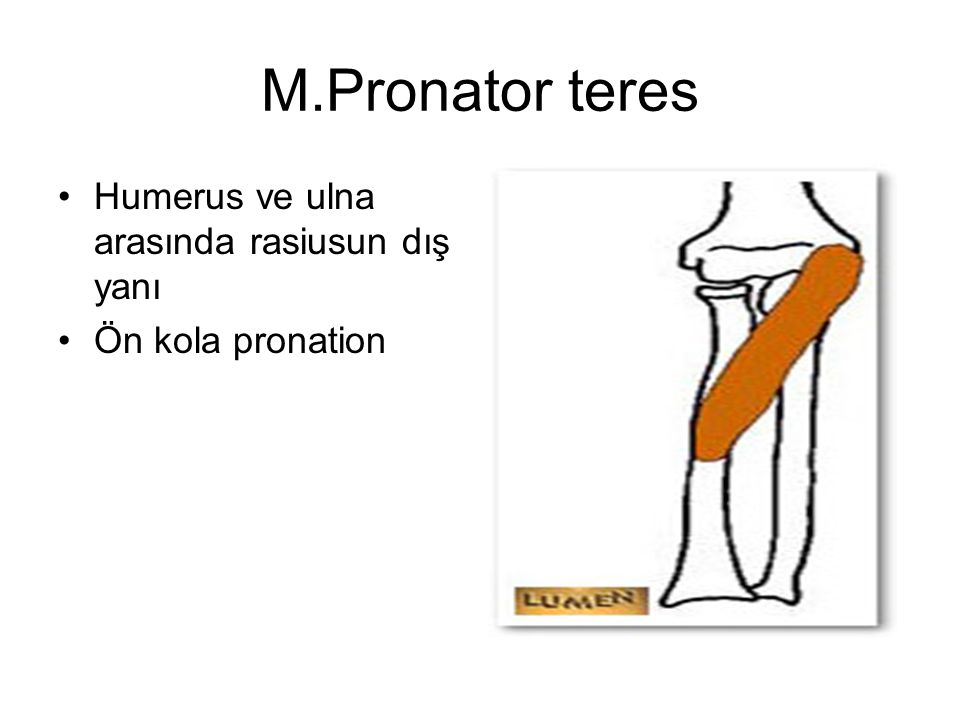 M.Pronator teres Humerus ve ulna arasında rasiusun dış yanı