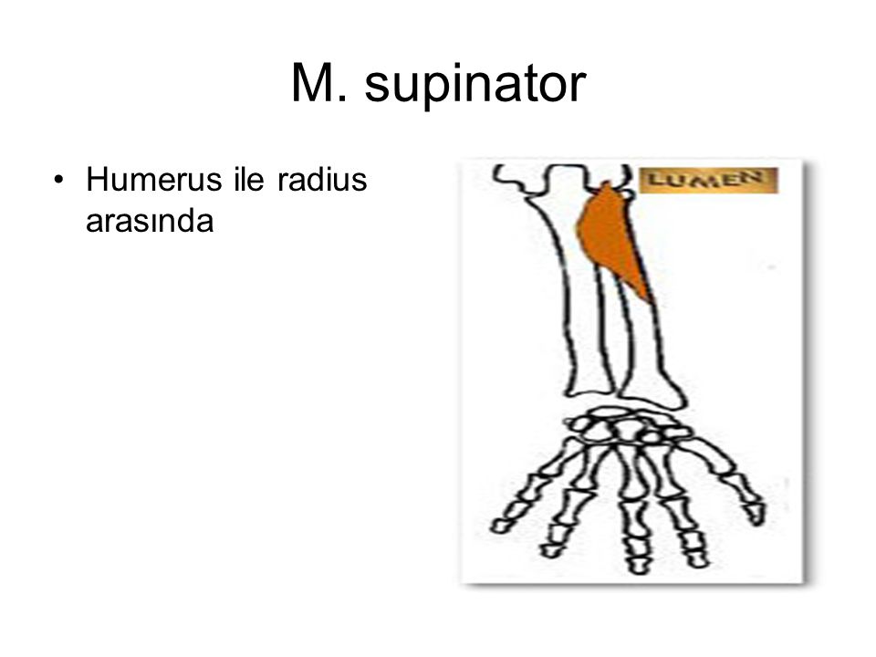M. supinator Humerus ile radius arasında