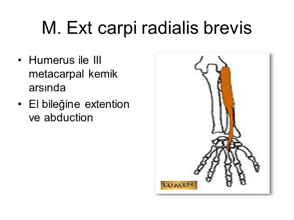 M. Ext carpi radialis brevis