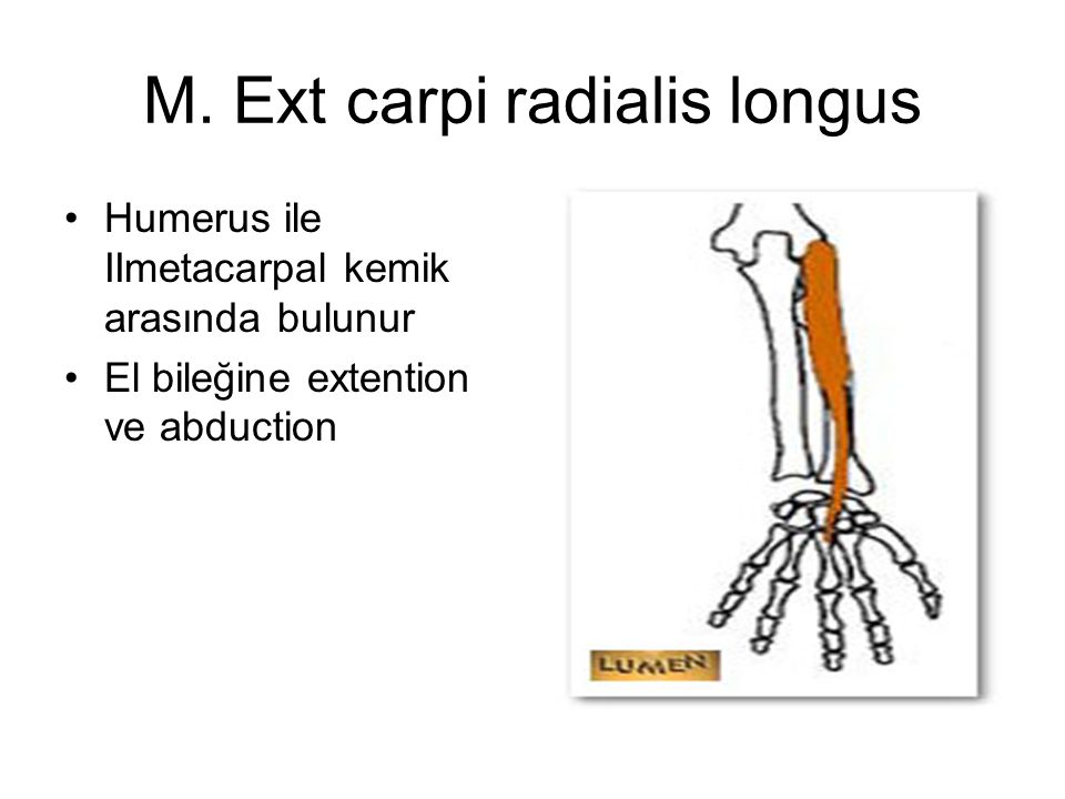 M. Ext carpi radialis longus