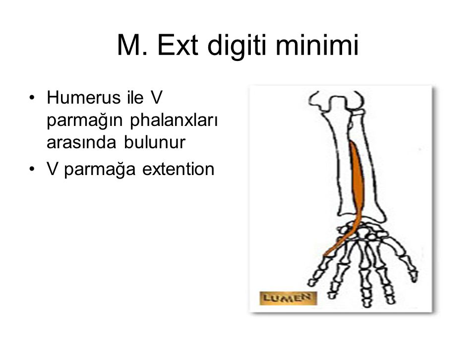 M. Ext digiti minimi Humerus ile V parmağın phalanxları arasında bulunur V parmağa extention