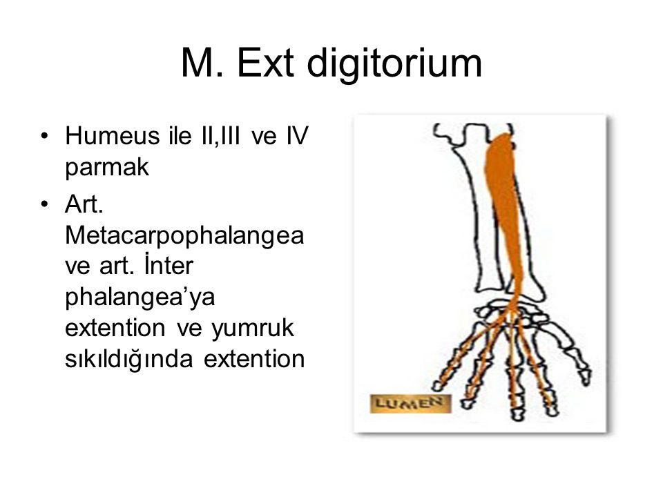 M. Ext digitorium Humeus ile II,III ve IV parmak
