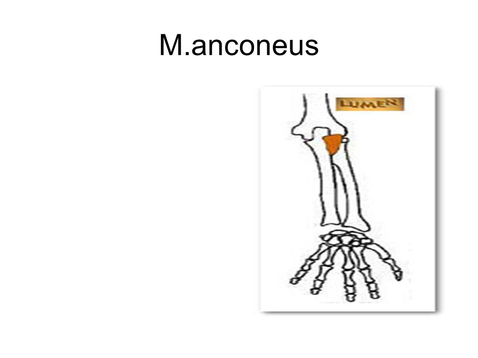 M.anconeus
