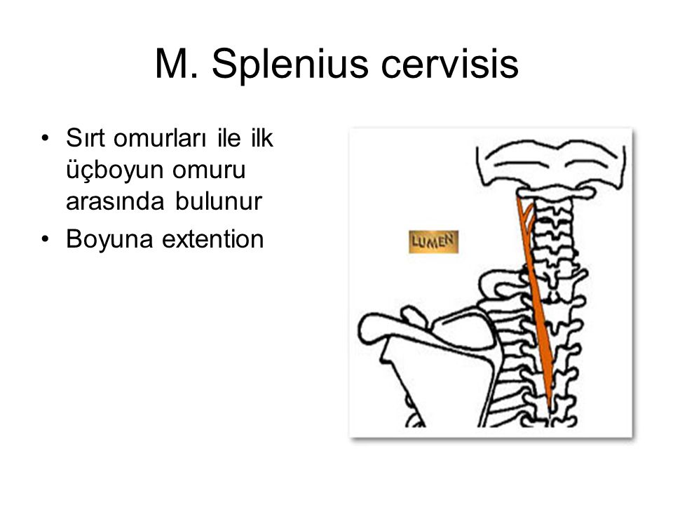 M. Splenius cervisis Sırt omurları ile ilk üçboyun omuru arasında bulunur Boyuna extention