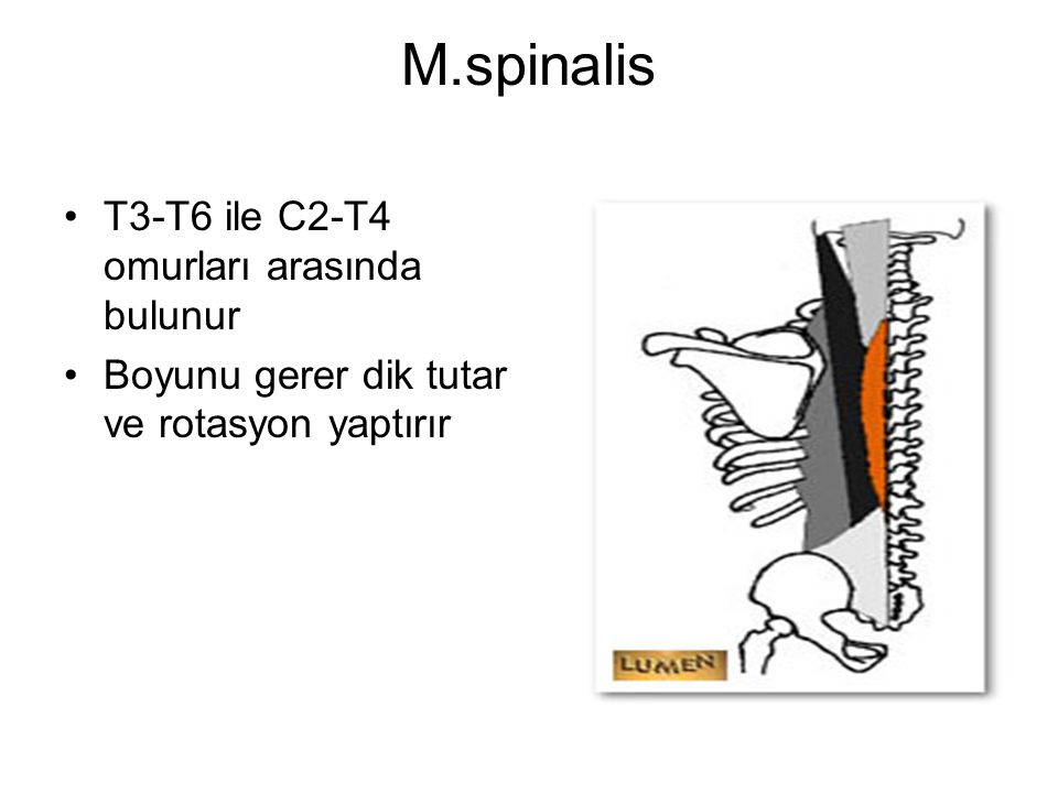 M.spinalis T3-T6 ile C2-T4 omurları arasında bulunur