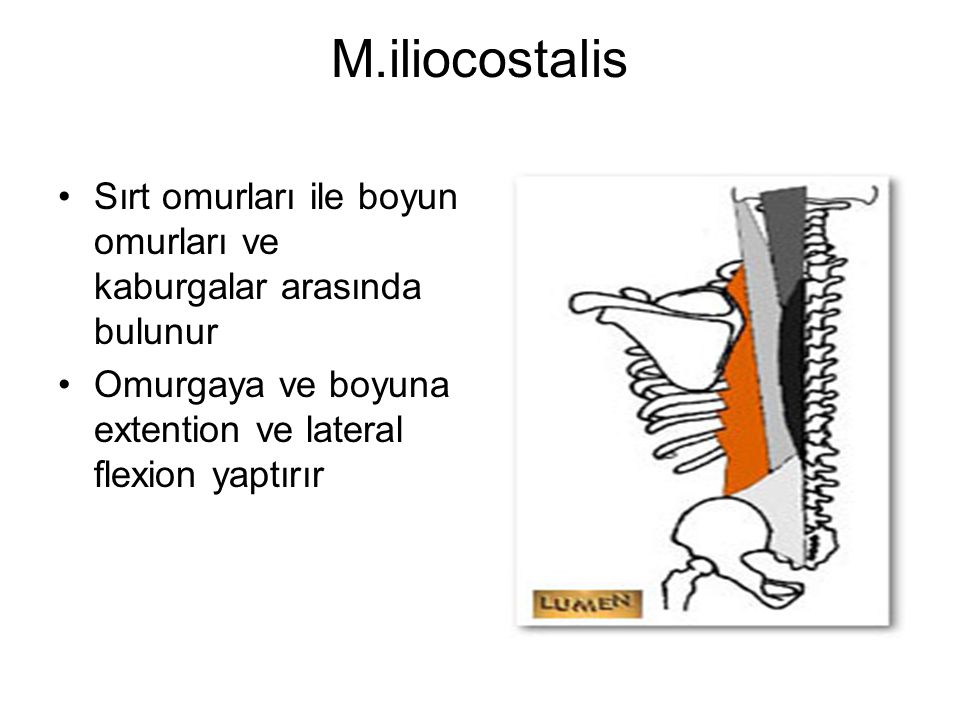 M.iliocostalis Sırt omurları ile boyun omurları ve kaburgalar arasında bulunur.