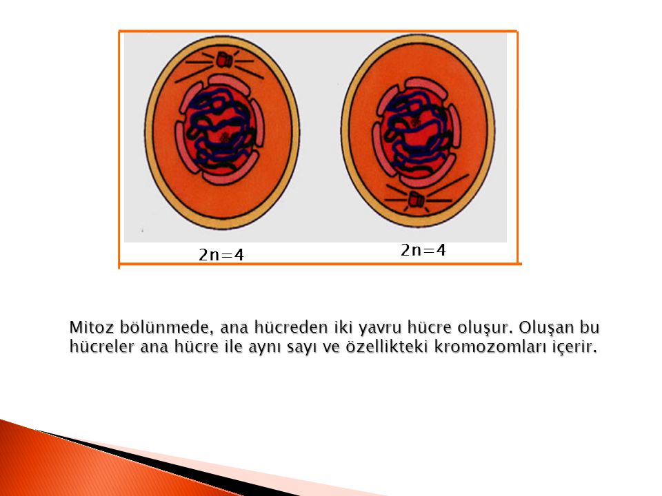2n=4 2n=4. Mitoz bölünmede, ana hücreden iki yavru hücre oluşur.