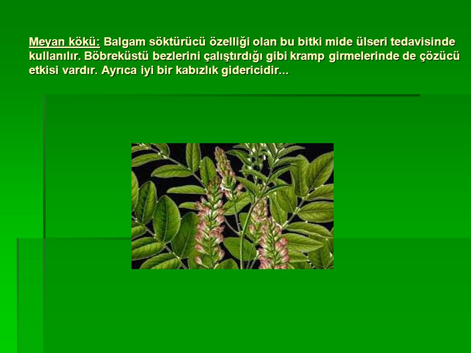 Meyan kökü: Balgam söktürücü özelliği olan bu bitki mide ülseri tedavisinde kullanılır.