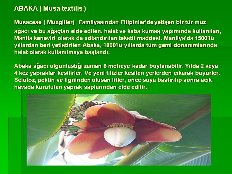 ABAKA ( Musa textilis ) Musaceae ( Muzgiller) Familyasından Filipinler’de yetişen bir tür muz ağacı ve bu ağaçtan elde edilen, halat ve kaba kumaş yapımında kullanılan, Manila keneviri olarak da adlandırılan tekstil maddesi.