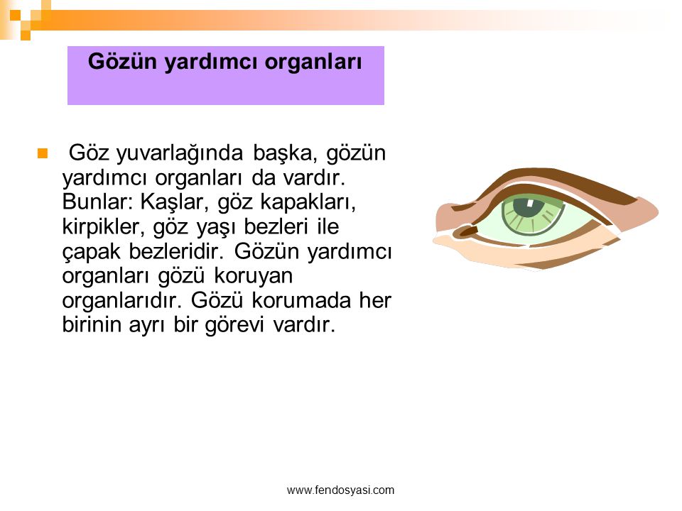 Gözün yardımcı organları