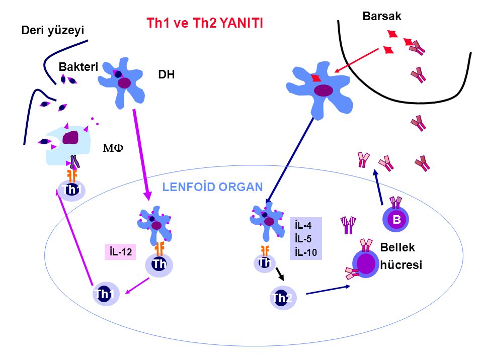Th1 ve Th2 YANITI Barsak Deri yüzeyi Bakteri DH MF LENFOİD ORGAN Th1 B