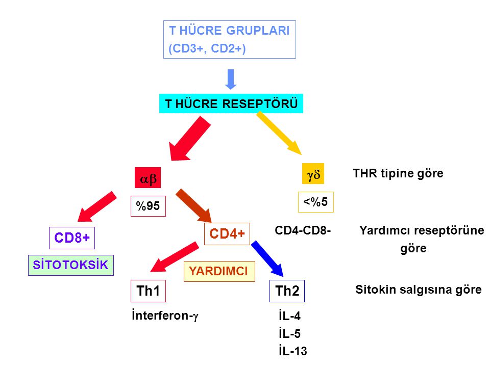 gd ab CD4+ CD8+ Th1 Th2 T HÜCRE GRUPLARI (CD3+, CD2+)