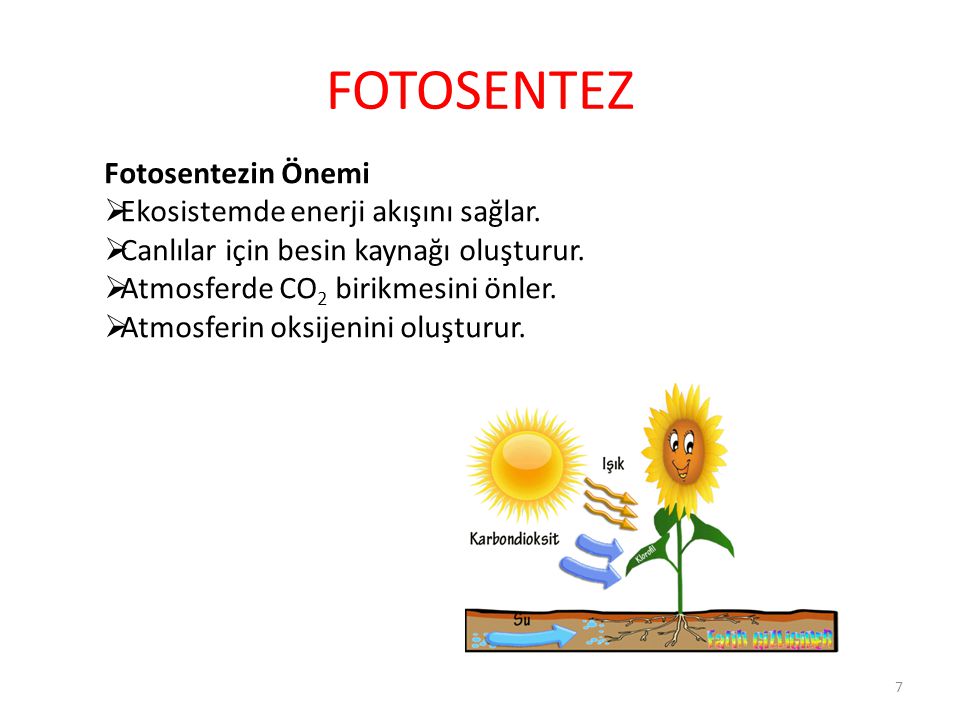 FOTOSENTEZ Fotosentezin Önemi Ekosistemde enerji akışını sağlar.