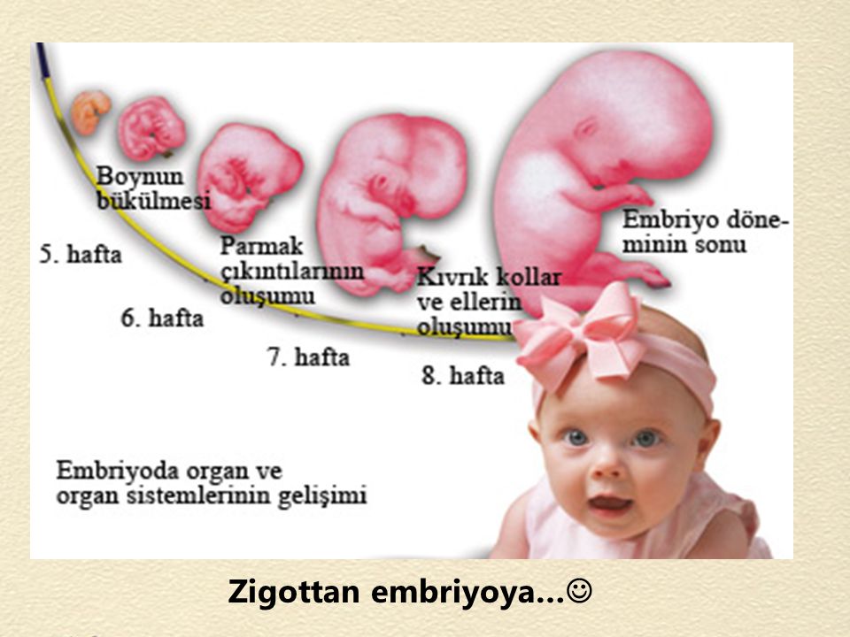 Zigottan embriyoya…