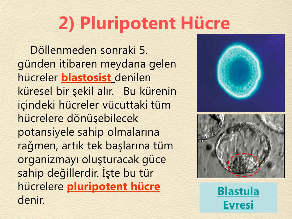 2) Pluripotent Hücre