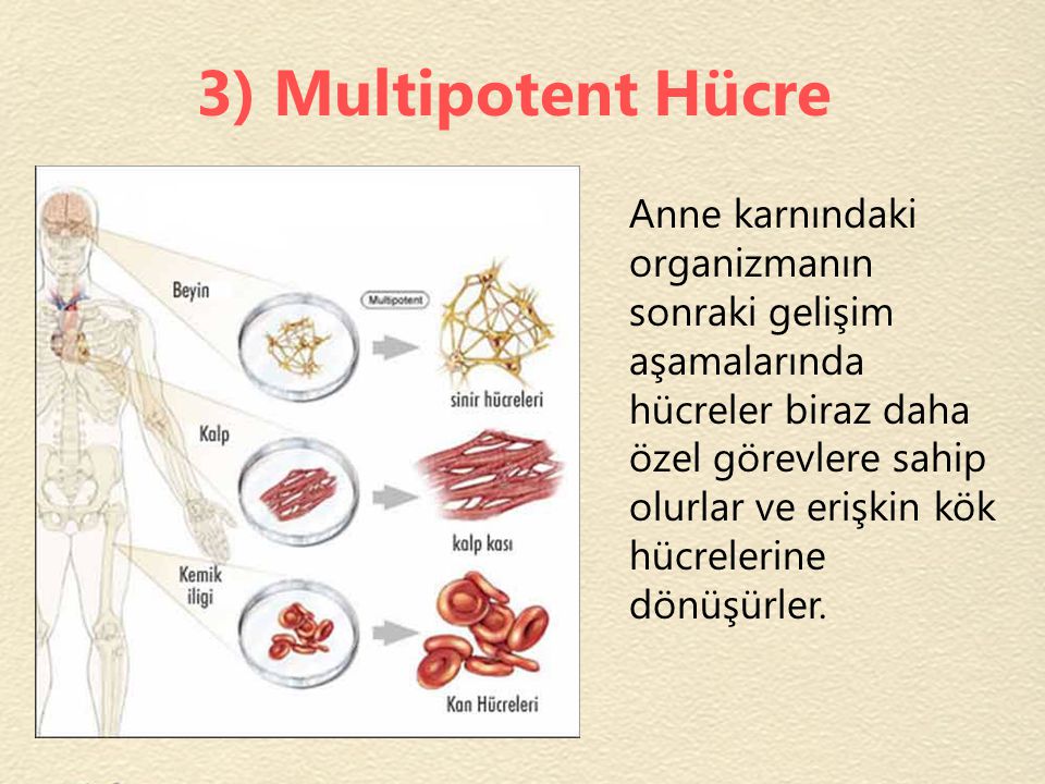 3) Multipotent Hücre