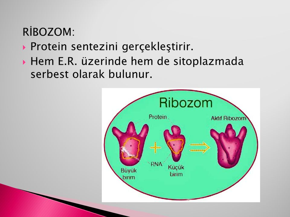 RİBOZOM: Protein sentezini gerçekleştirir. Hem E.R.