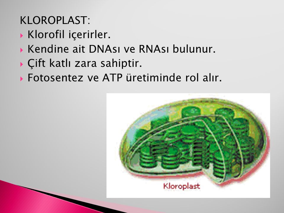 KLOROPLAST: Klorofil içerirler. Kendine ait DNAsı ve RNAsı bulunur.