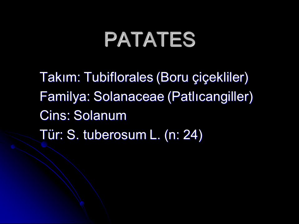 PATATES Takım: Tubiflorales (Boru çiçekliler)