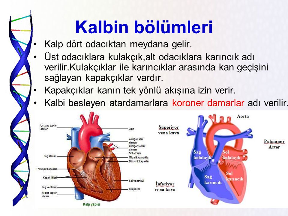 Kalbin bölümleri Kalp dört odacıktan meydana gelir.