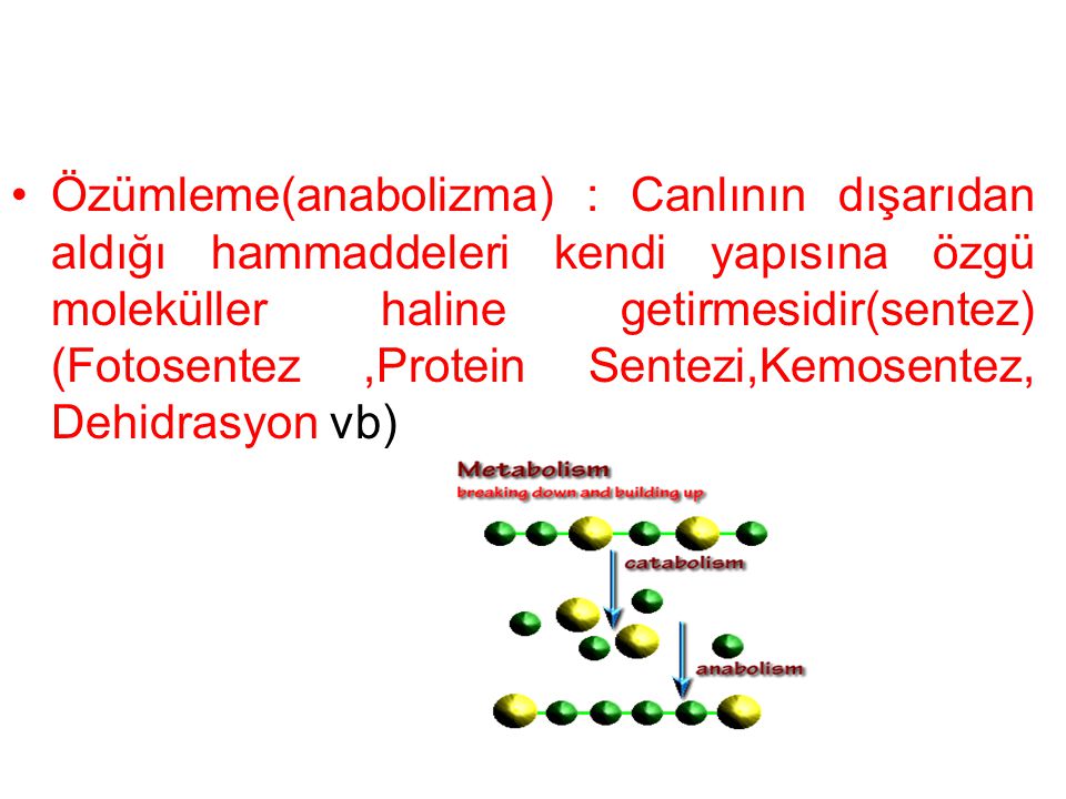 Özümleme(anabolizma) : Canlının dışarıdan aldığı hammaddeleri kendi yapısına özgü moleküller haline getirmesidir(sentez) (Fotosentez ,Protein Sentezi,Kemosentez, Dehidrasyon vb)