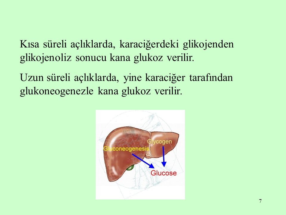 Kısa süreli açlıklarda, karaciğerdeki glikojenden glikojenoliz sonucu kana glukoz verilir.