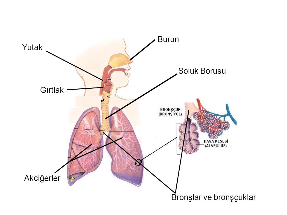 Burun Yutak Soluk Borusu Gırtlak Akciğerler Bronşlar ve bronşçuklar