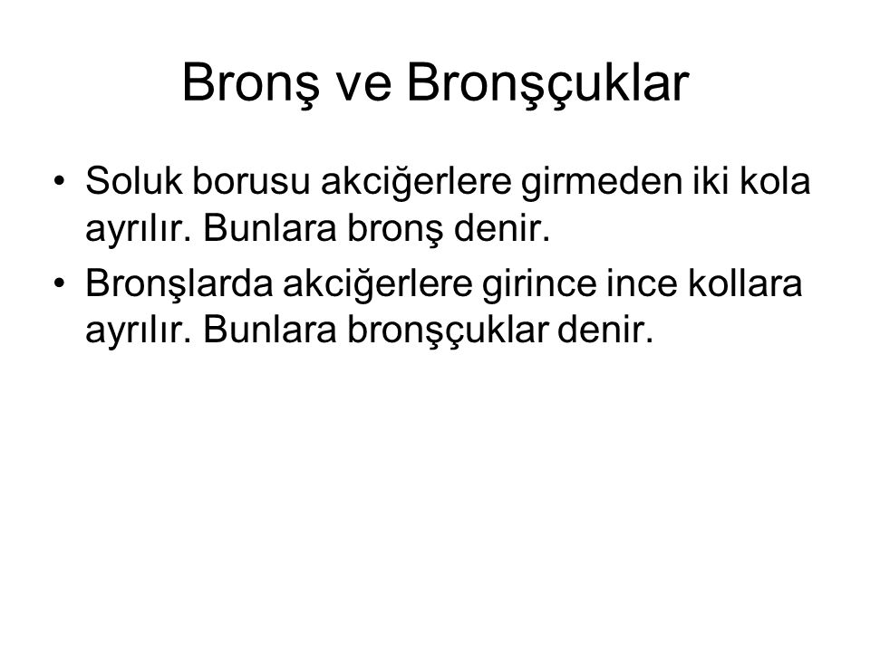 Bronş ve Bronşçuklar Soluk borusu akciğerlere girmeden iki kola ayrılır. Bunlara bronş denir.