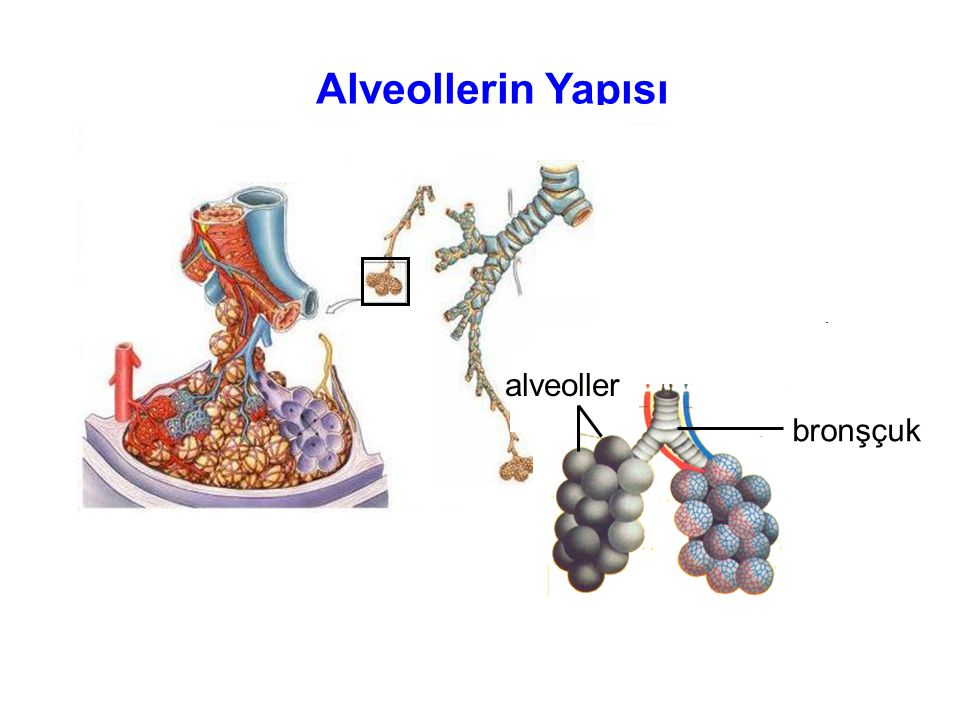 Alveollerin Yapısı bronşçuk alveoller
