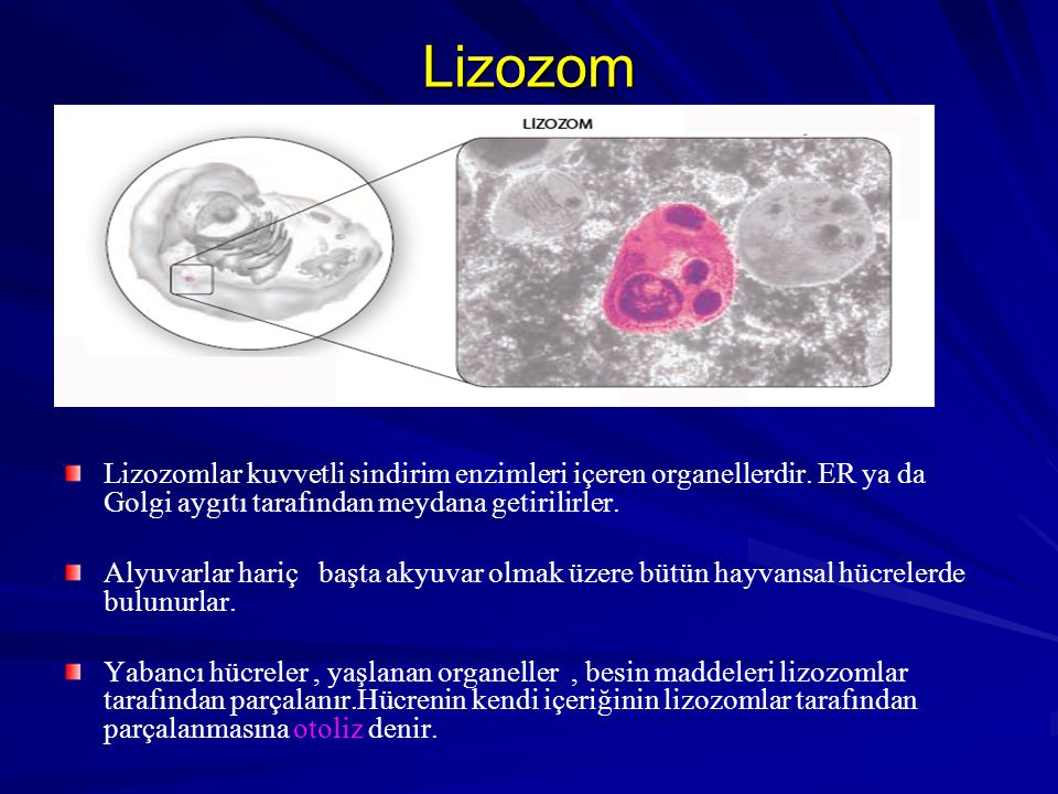 Lizozom Lizozomlar kuvvetli sindirim enzimleri içeren organellerdir. ER ya da Golgi aygıtı tarafından meydana getirilirler.