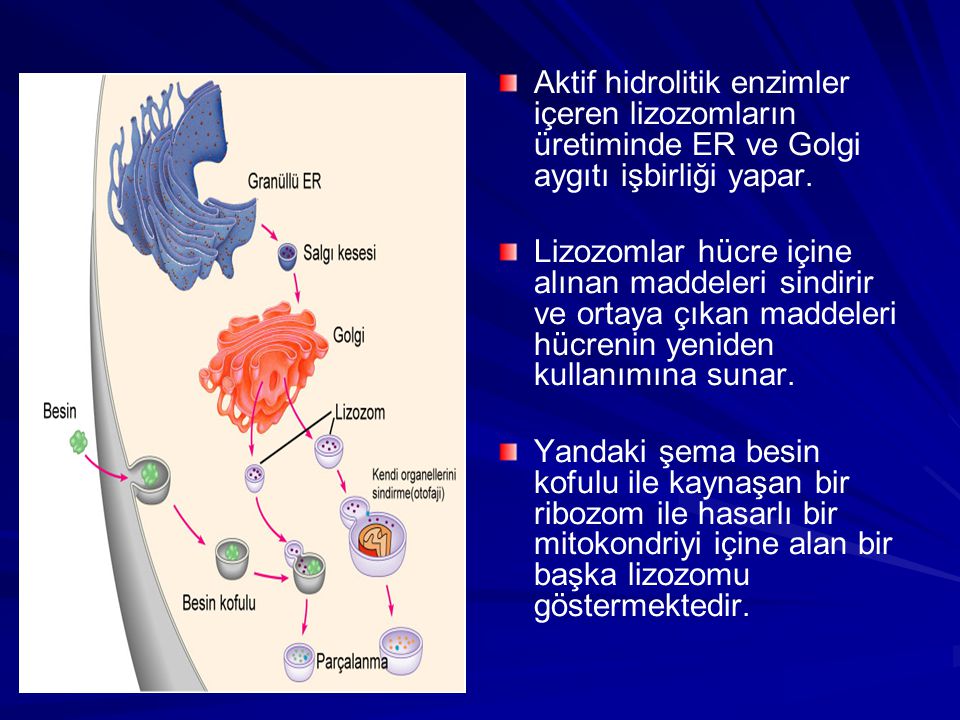 Aktif hidrolitik enzimler içeren lizozomların üretiminde ER ve Golgi aygıtı işbirliği yapar.