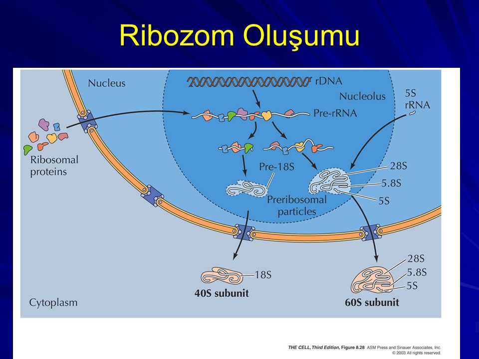 Ribozom Oluşumu