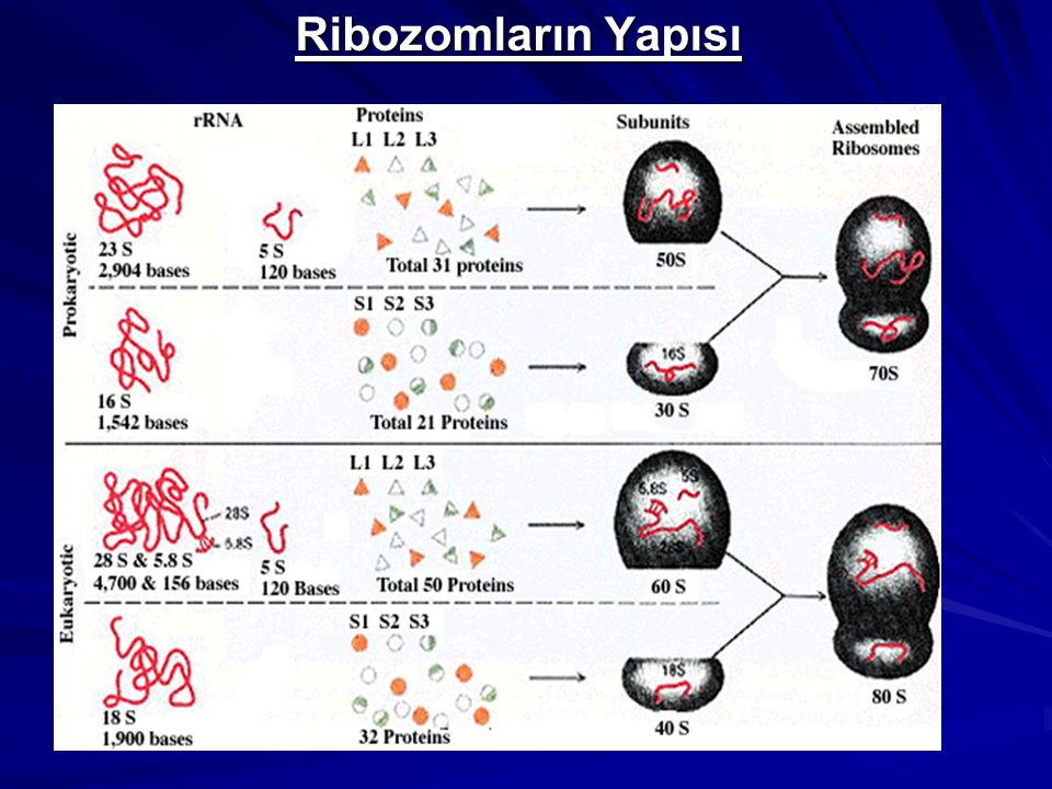 Ribozomların Yapısı 14