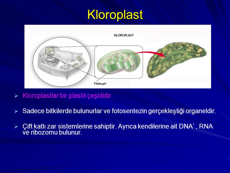 Kloroplast Kloroplastlar bir plastit çeşididir.