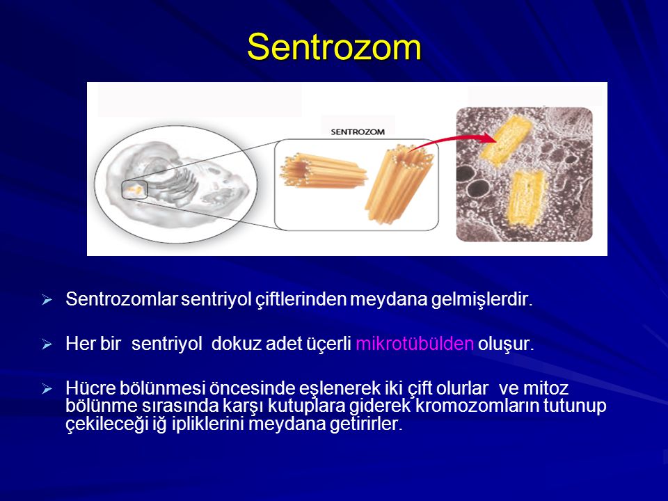 Sentrozom Sentrozomlar sentriyol çiftlerinden meydana gelmişlerdir.