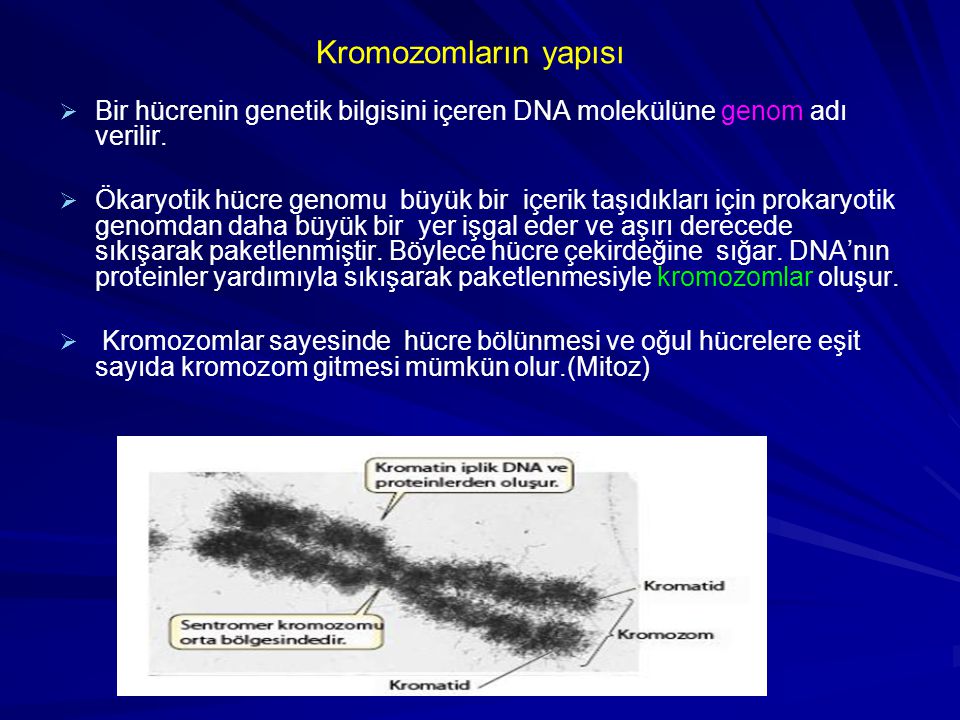 Kromozomların yapısı Bir hücrenin genetik bilgisini içeren DNA molekülüne genom adı verilir.