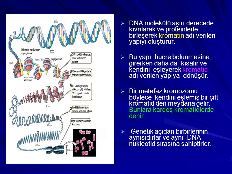 DNA molekülü aşırı derecede kıvrılarak ve proteinlerle birleşerek kromatin adı verilen yapıyı oluşturur.