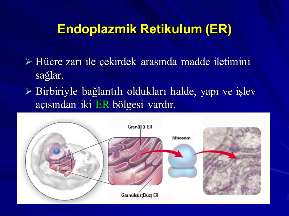 Endoplazmik Retikulum (ER)