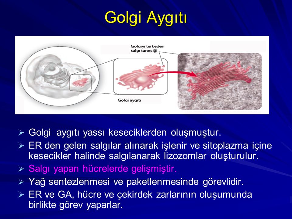 Golgi Aygıtı Golgi aygıtı yassı keseciklerden oluşmuştur.