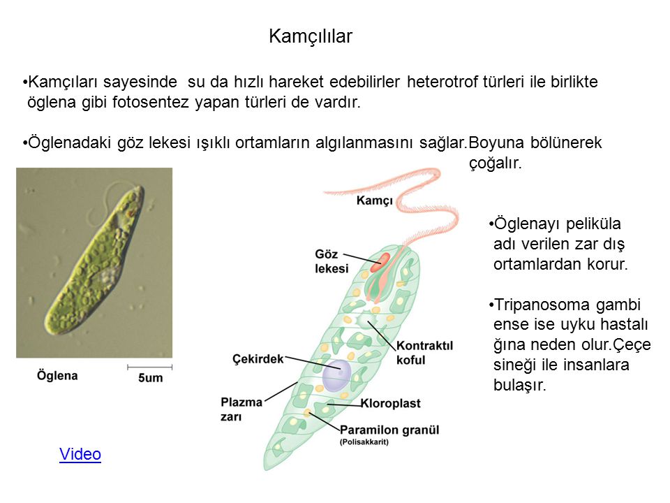 Kamçılama