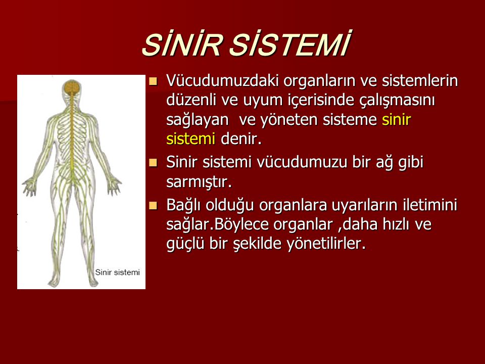 SİNİR SİSTEMİ Vücudumuzdaki organların ve sistemlerin düzenli ve uyum içerisinde çalışmasını sağlayan ve yöneten sisteme sinir sistemi denir.