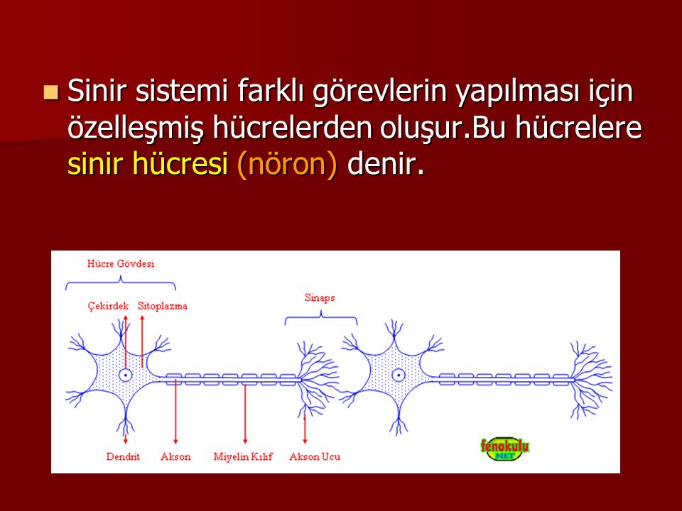Sinir sistemi farklı görevlerin yapılması için özelleşmiş hücrelerden oluşur.Bu hücrelere sinir hücresi (nöron) denir.