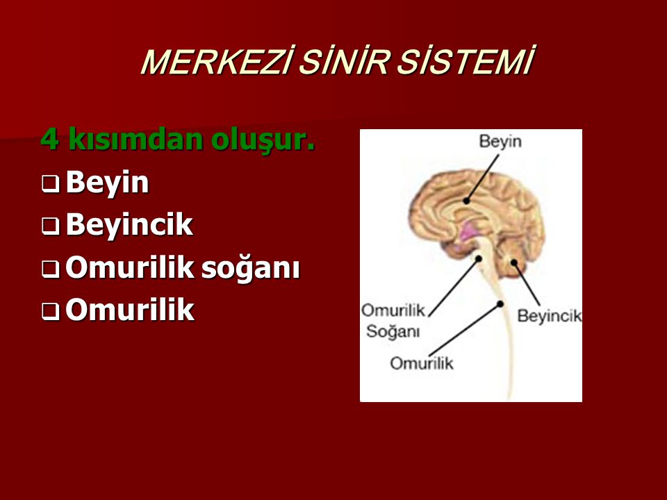 MERKEZİ SİNİR SİSTEMİ 4 kısımdan oluşur. Beyin Beyincik