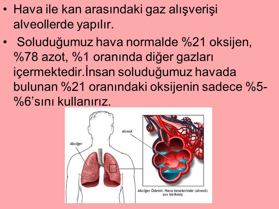 Hava ile kan arasındaki gaz alışverişi alveollerde yapılır.