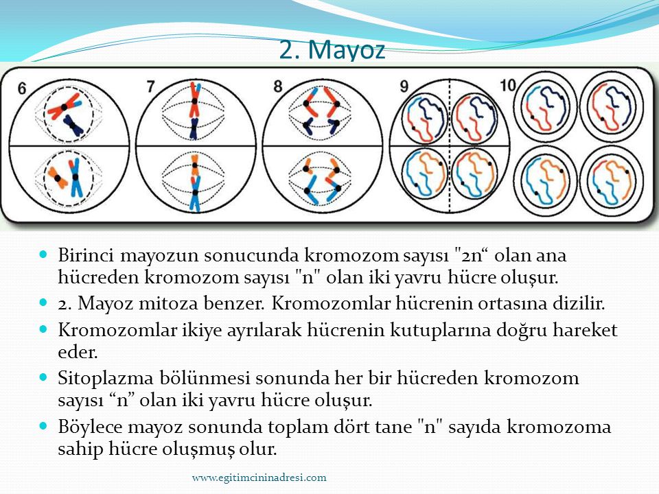 2. Mayoz Birinci mayozun sonucunda kromozom sayısı 2n olan ana hücreden kromozom sayısı n olan iki yavru hücre oluşur.