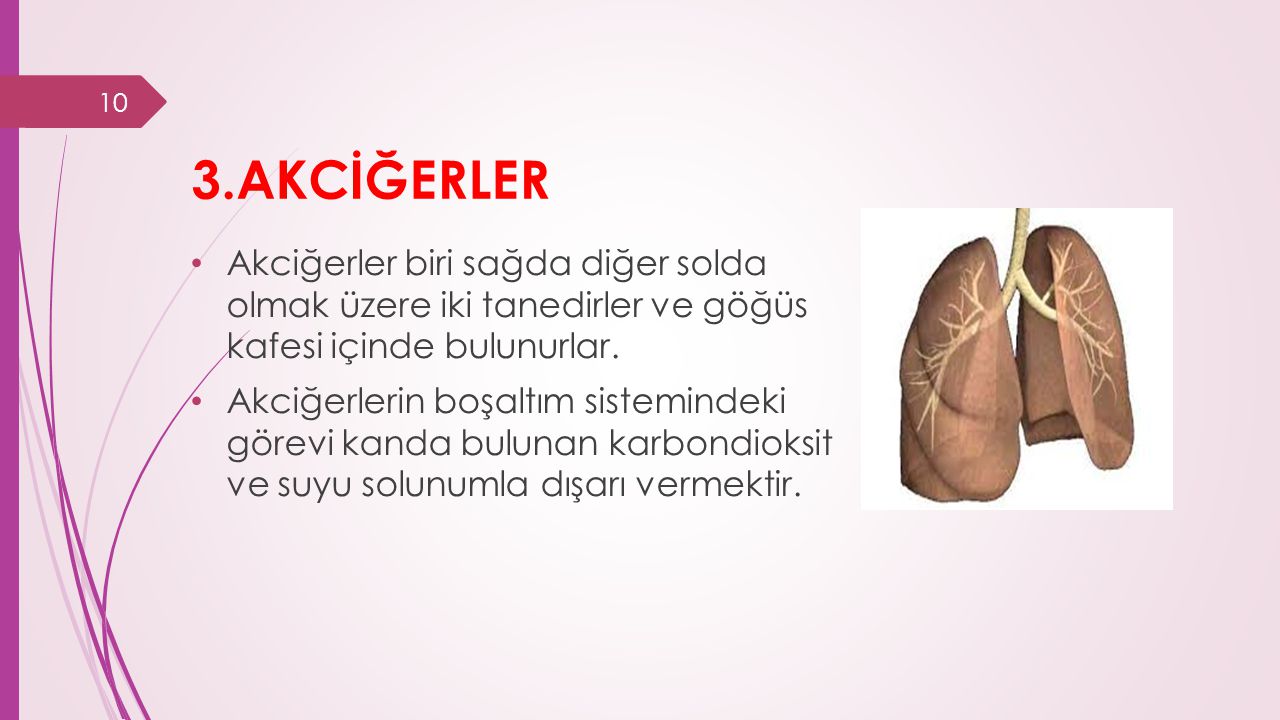 3.AKCİĞERLER Akciğerler biri sağda diğer solda olmak üzere iki tanedirler ve göğüs kafesi içinde bulunurlar.