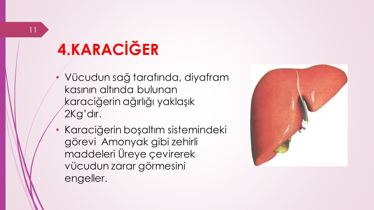4.KARACİĞER Vücudun sağ tarafında, diyafram kasının altında bulunan karaciğerin ağırlığı yaklaşık 2Kg’dır.