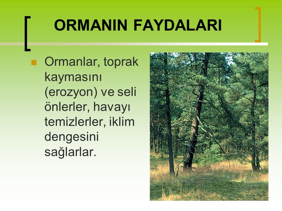 ORMANIN FAYDALARI Ormanlar, toprak kaymasını (erozyon) ve seli önlerler, havayı temizlerler, iklim dengesini sağlarlar.